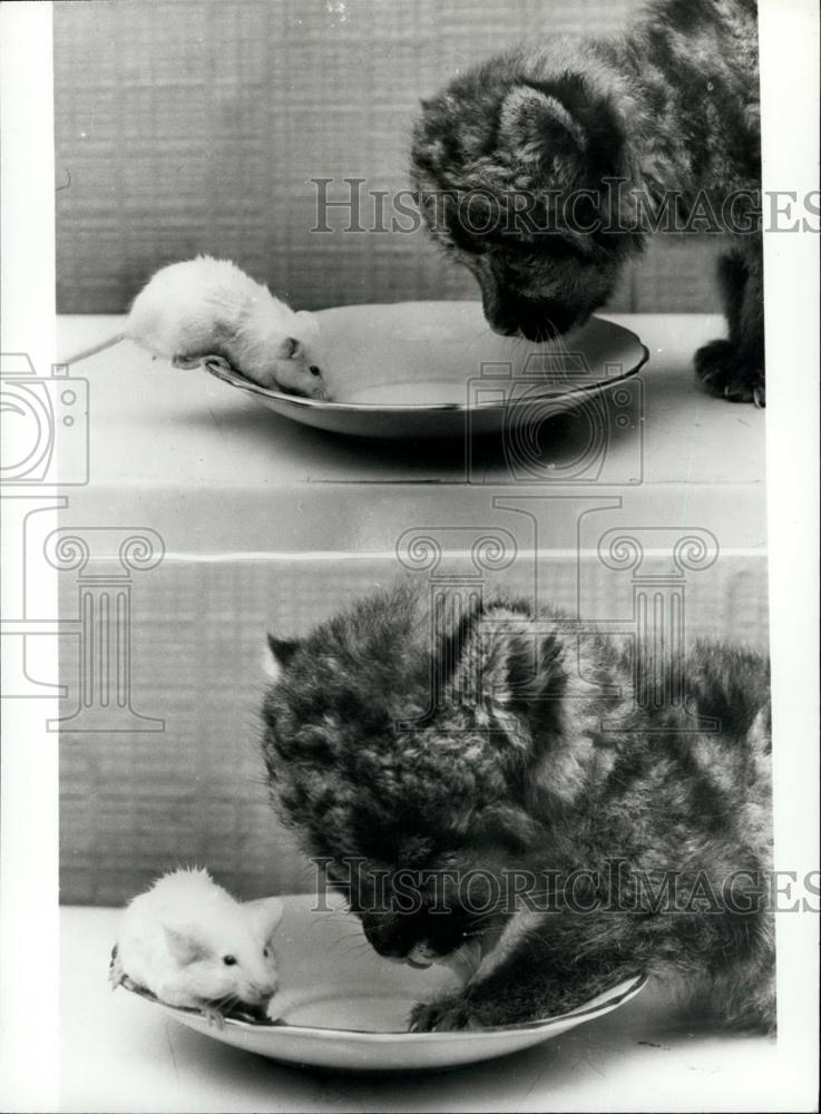 Press Photo 2 Pics Eating With White Mouse-Sherwood Z - Historic Images