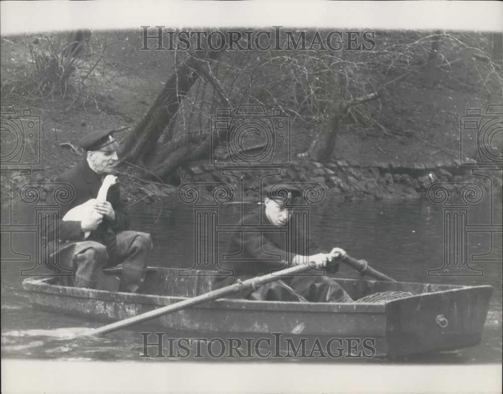 1965 Press Photo Goldie Escaped Golden Eagle From London Zoo