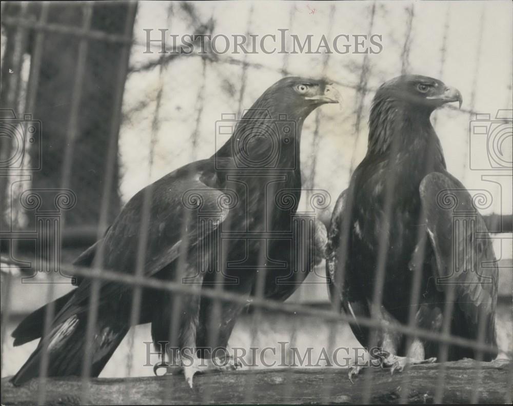 1965 Press Photo Goldie Golden Eagle London Zoo Captured After Escape Regents