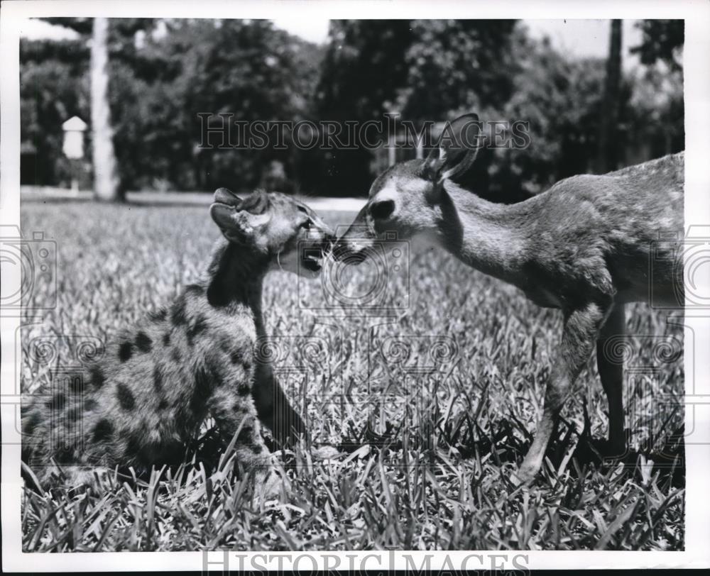 Puma with the meek deer 1954 Vintage Press Photo Print - Historic Images