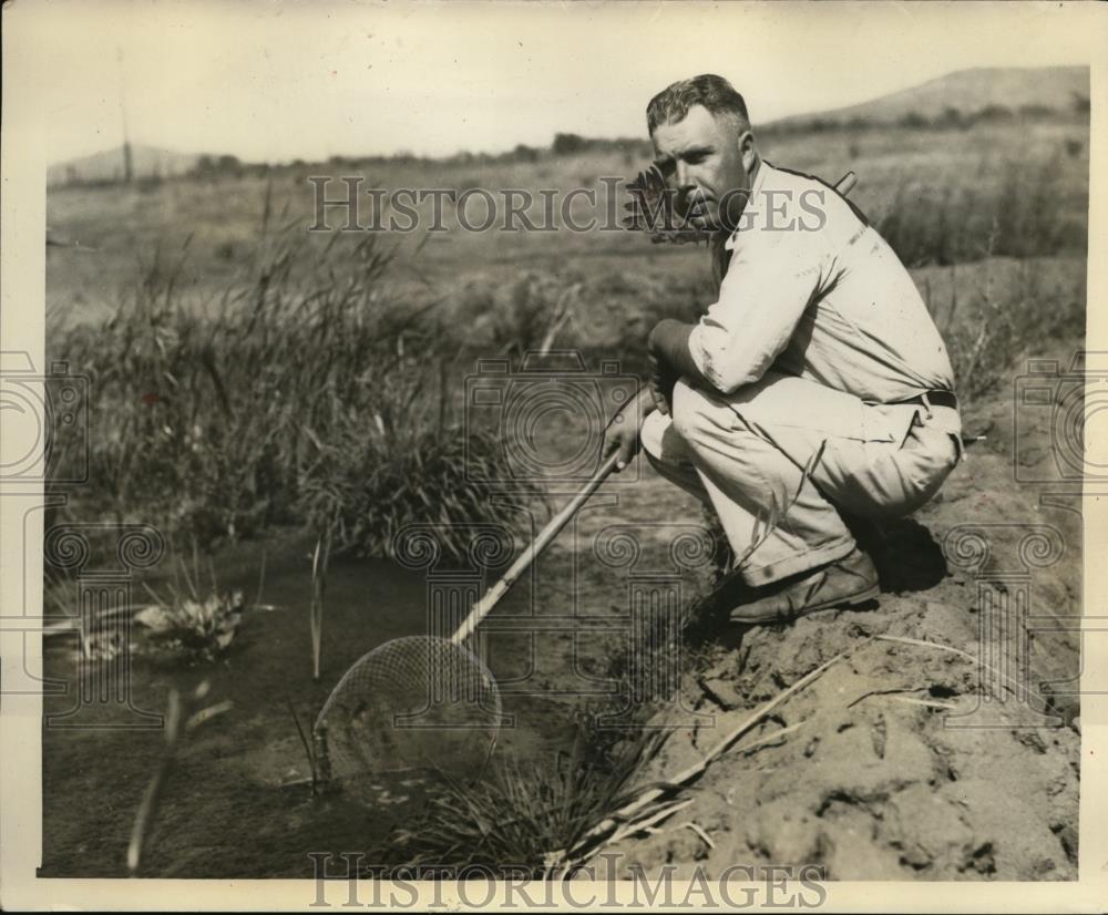 1931 Press Photo MW Herriman Operator of Lakeside Frog Farm Dipping Minnows - Historic Images