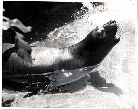 1965 Press Photo Roland Elephant Seal Detroit Zoo Death - Historic Images