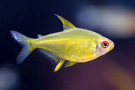 lemon tetra for sale