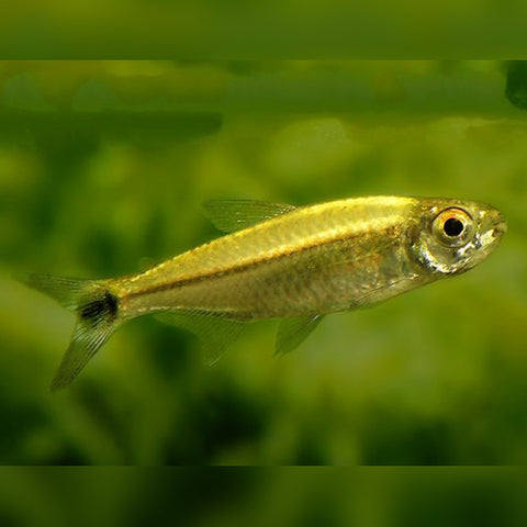 Crystal Tetra (Protocheirodon pi) - Group of 5 Fish - Aqua