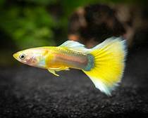 yellow guppy