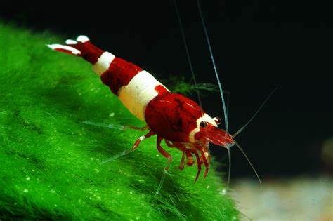 Red Shrimp – Simply Aquatics