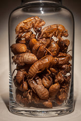 TCM apothecary jar with Cicada molts called Chuan Hua "Flower of the Cicada"