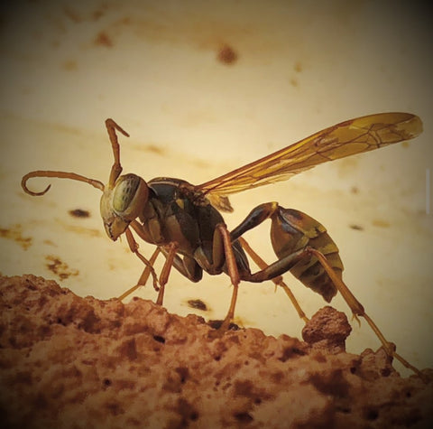 Golden Paper Wasp