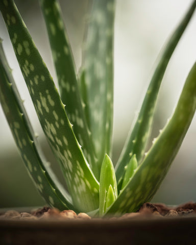 aloe vera for Natural acne scar treatment 