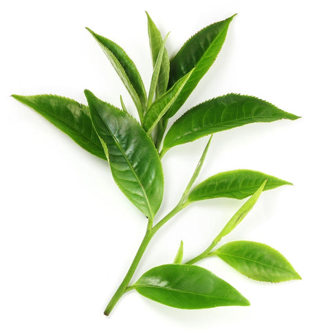 green tea plant 