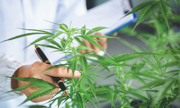 scientist examining a hemp plant