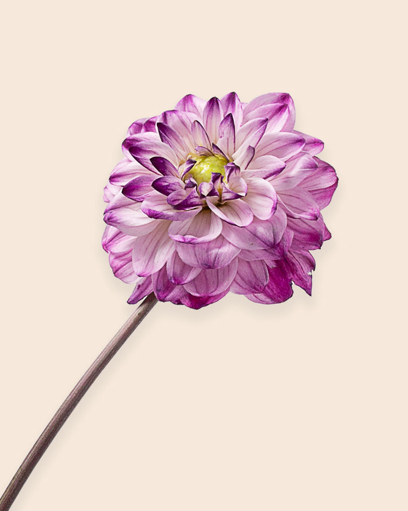 dahlia bloomon