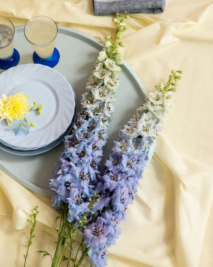 zwei blaue Delphinium