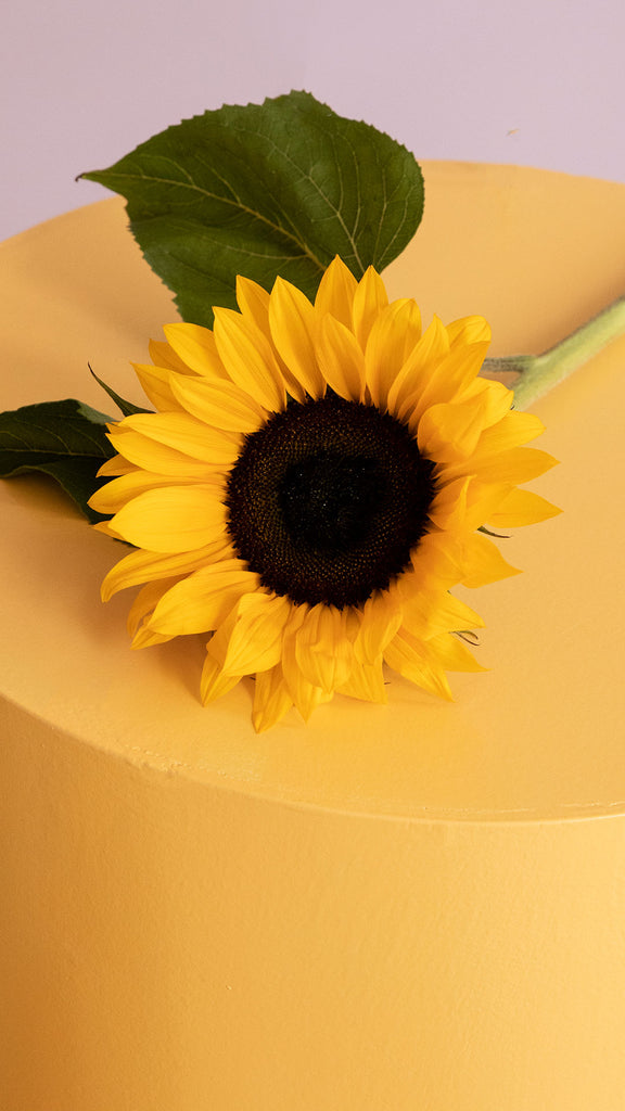 Sonnenblume auf gelbem Tisch