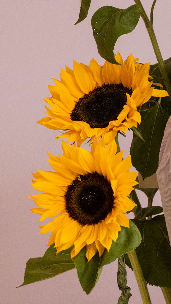 zwei Sonnenblumen