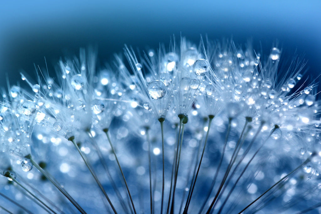 macro photo of a dandelion