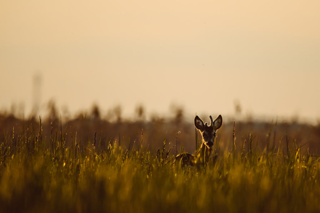 a golden hour photo of a deer in tall grass