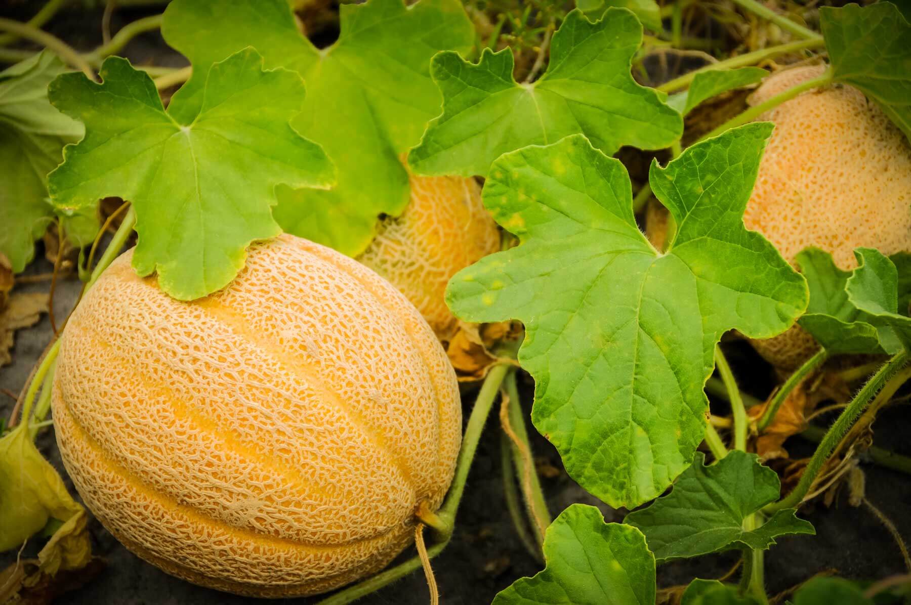 Дыня выращивание и уход. Дыня f1 Дачница. Дыня ангилейка. Дыня Afghan Honeydew. Дыня сорт Дачница.