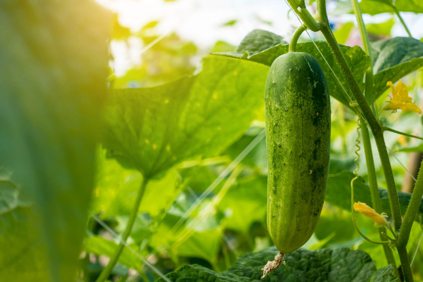 How to Grow and Plant Caring for & Cucumbers – Bonnie