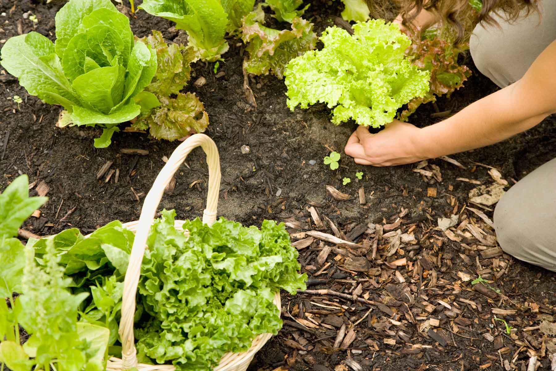 baby romaine lettuce plant