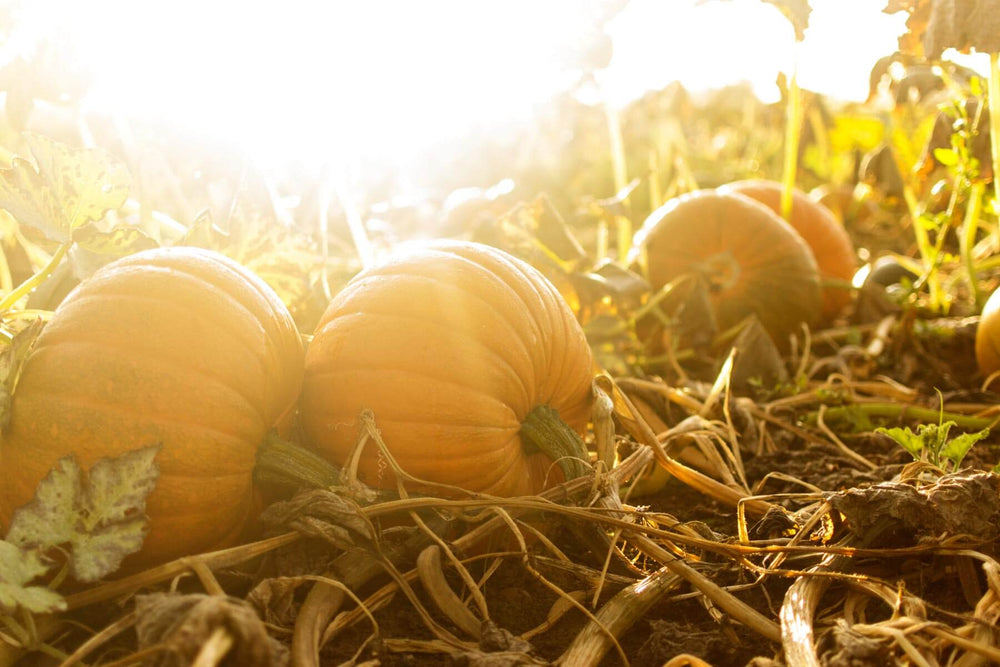 Pumpkin Planting & | Learn How Pumpkins Grow – Bonnie Plants
