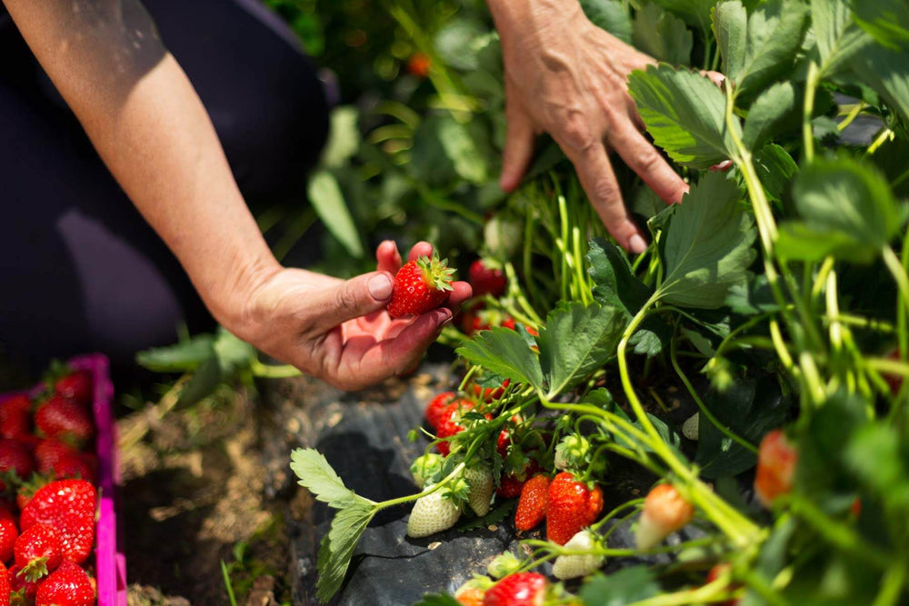 Strawberries | Tips on Planting Strawberries – Bonnie Plants