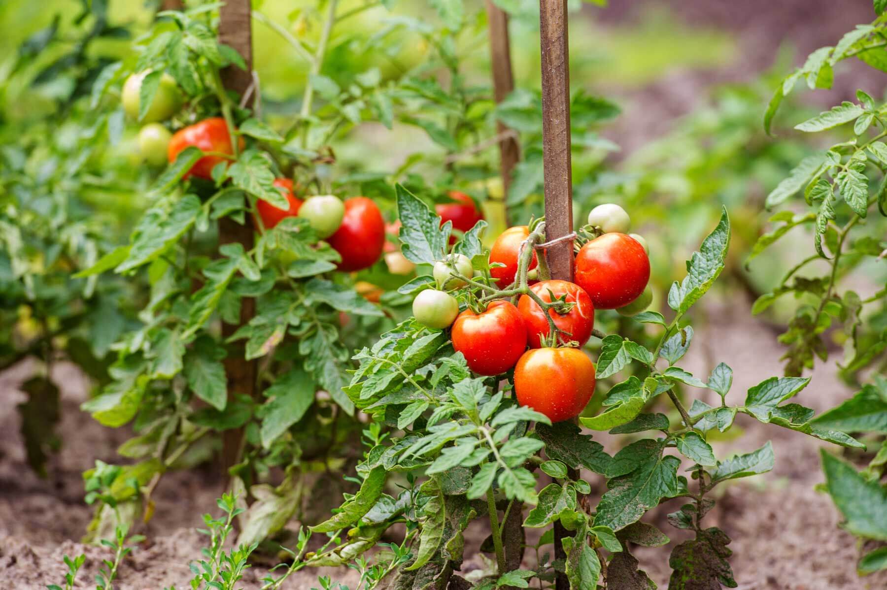 Do Tomatoes Grow on Trees 