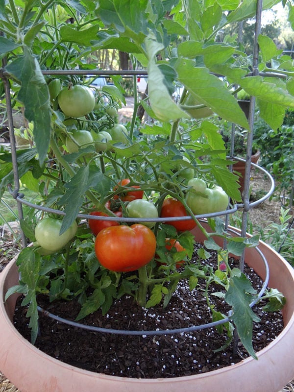 to Tomatoes in Hot Weather – Plants