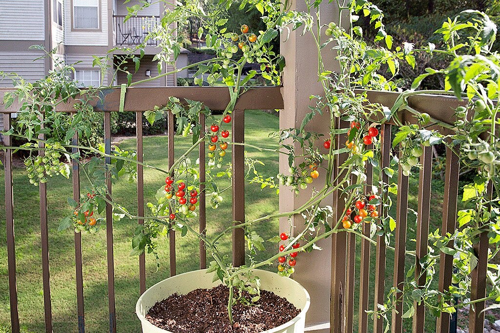 Growing Tomatoes Pots | Bonnie Plants