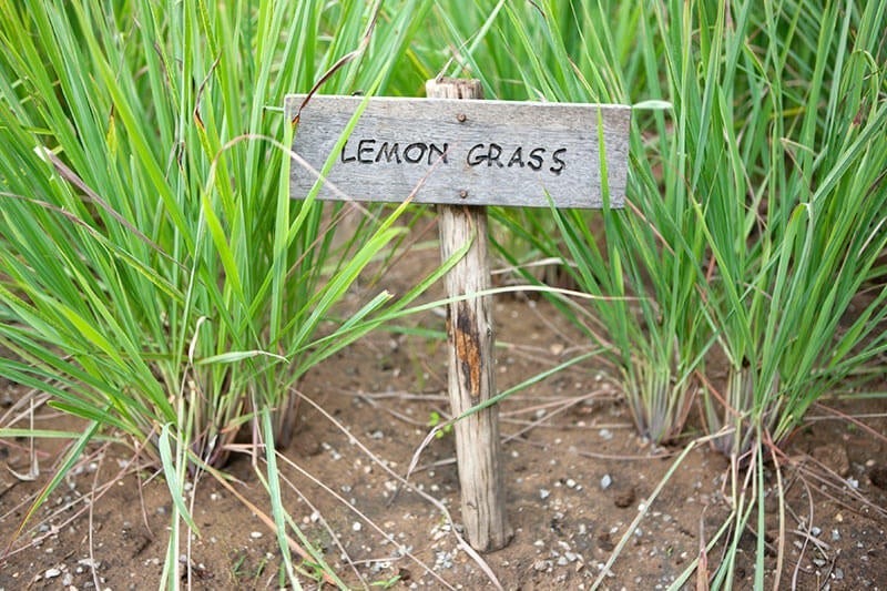 Growing Planting Lemongrass | General & Growing Tips – Bonnie Plants