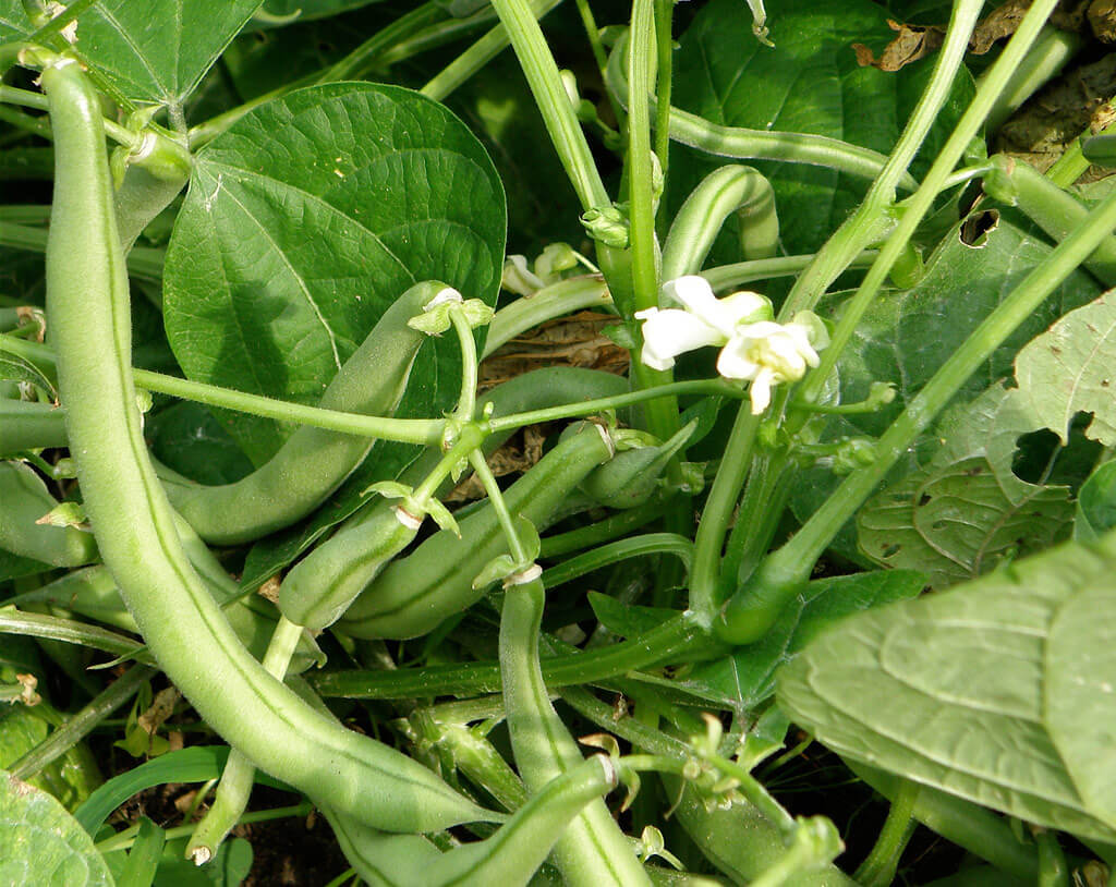 Growing Snap Beans Plant  General Planting & Growing Tips