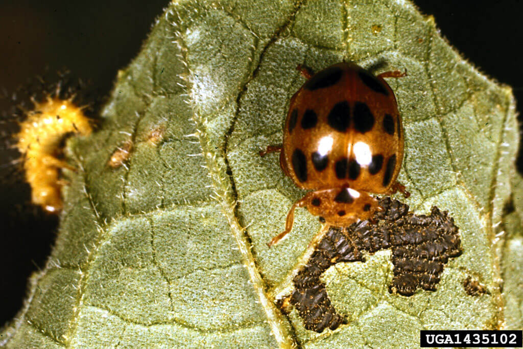 Get Rid Of Squash Beetles Bonnie Plants   Squash Beetles 1435102 B40dd299 B065 4daa 8b8a 3ac2ab5f8b43 