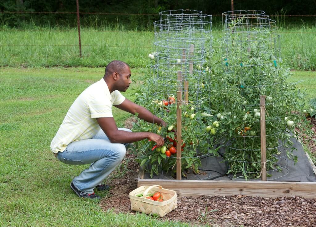 A raised bed doesn't have to be fancy or expensive to produce loads of beautiful veggies and herb.