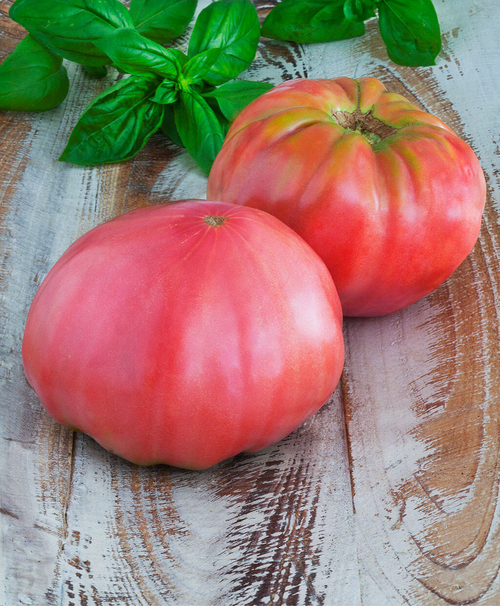 Pink Brandywine Heirloom Tomatoes Information and Facts