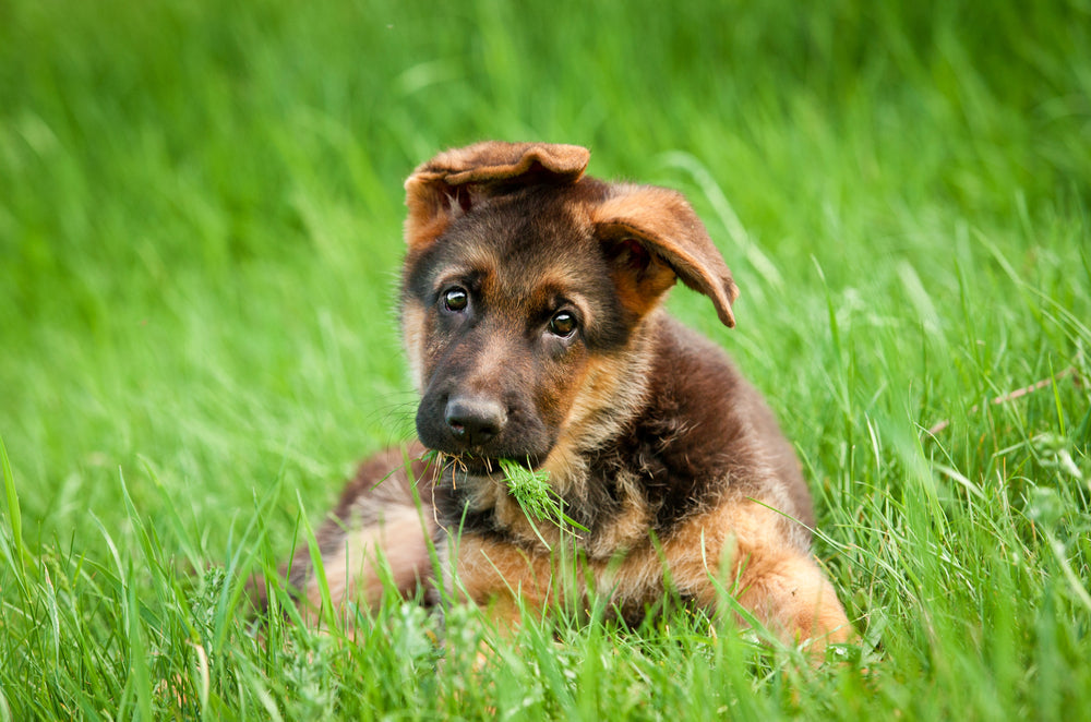 Is Canine Hip Dysplasia Genetic?