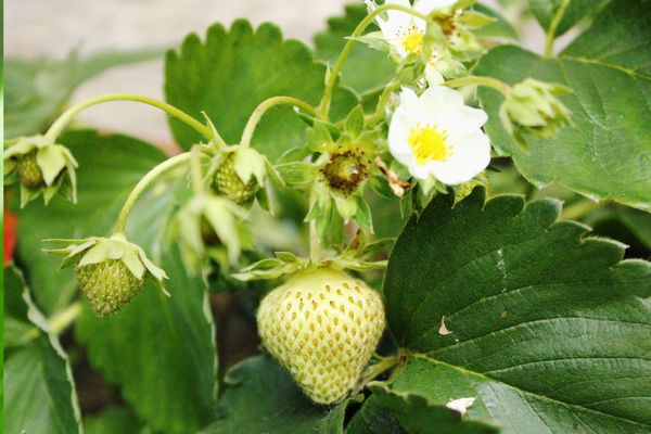 The image depicts a close-up of plump, red strawberries nestled among green leaves on a sun-drenched day.