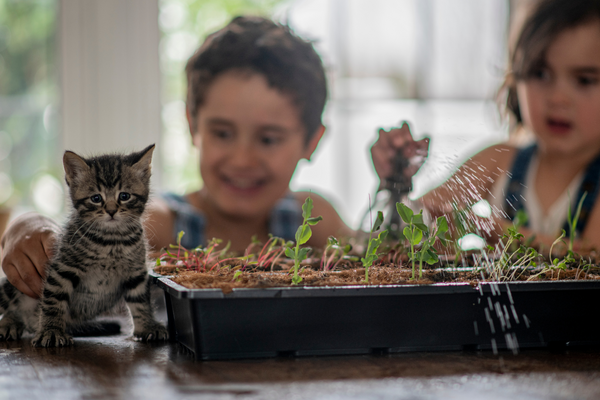 A photo of a Boston Fern - "Boston Fern, a pet-friendly indoor plant option