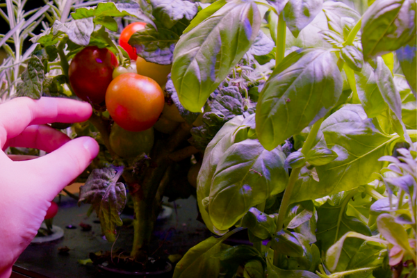 An indoor hydroponic system with rows of green leafy lettuce growing in nutrient-rich water solution under LED grow lights.