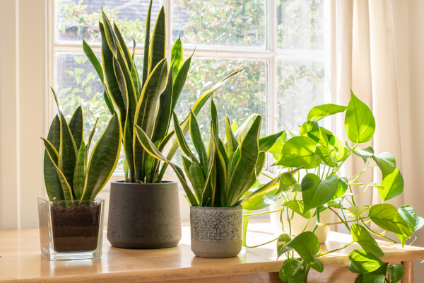 Photo of indoor plants including a snake plant, a pothos, and a spider plant. These plants have various shapes and sizes, with green leaves and some with white accents.