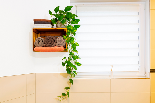 "Foto de plantas de interior que incluyen una planta de serpiente, un potos y una planta de araña. Estas plantas tienen varias formas y tamaños, con hojas verdes y algunas con detalles en blanco".