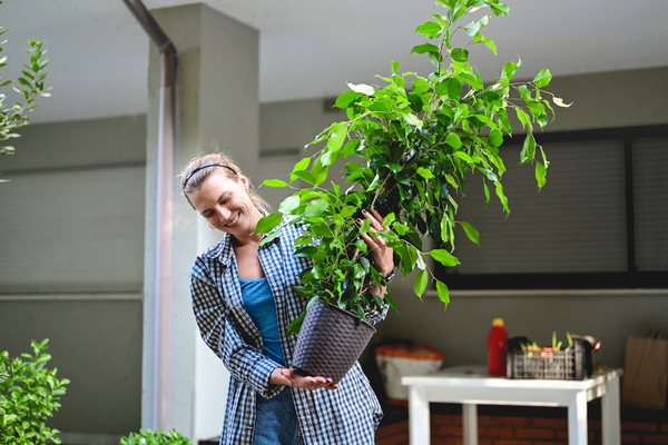 Indoor garden with various plants and flowers in pots on a windowsill