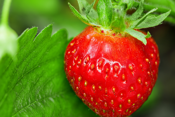The image depicts a close-up of plump, red strawberries nestled among green leaves on a sun-drenched day.