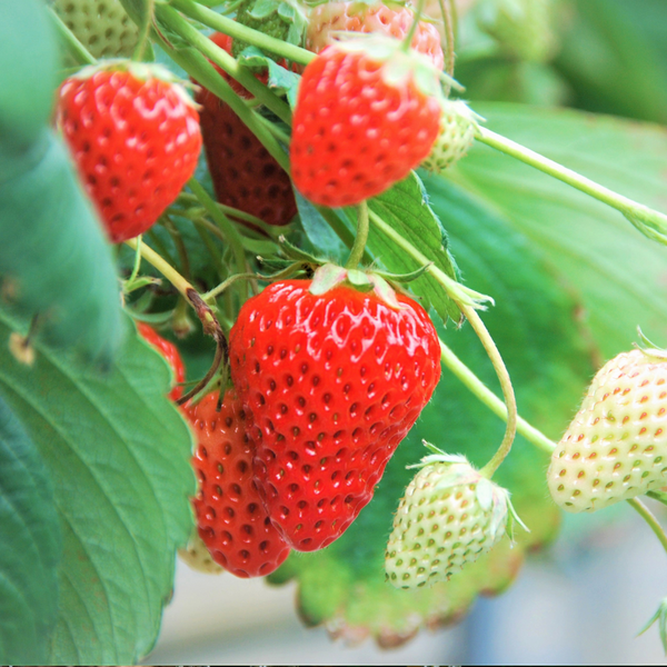 Hydroponic system with plants growing in nutrient-rich solution