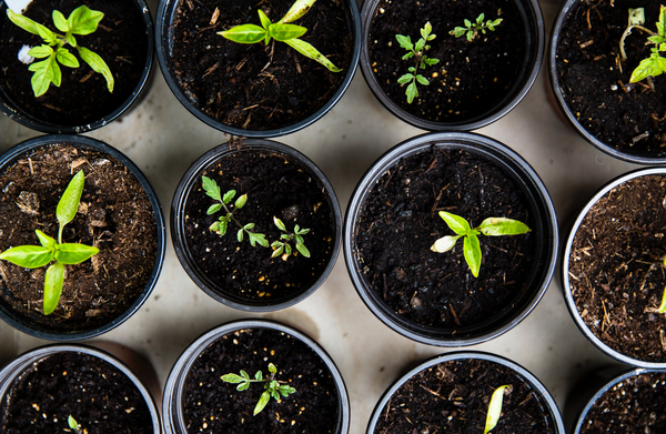 Hydroponic and traditional soil gardening are two popular methods for growing plants, each with their own advantages and disadvantages. In this blog post, we will compare and contrast these two methods to help you decide which one is better for your gardening needs.