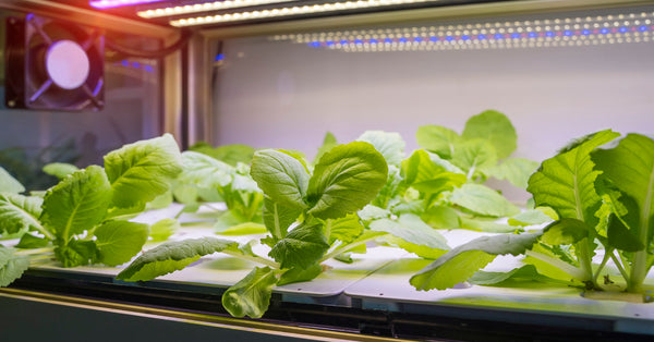 hydroponic indoor system