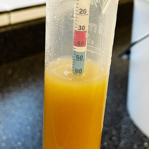 checking the specific gravity of the wort with a hydrometer