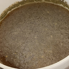 Day 8 Froth gone from wort
