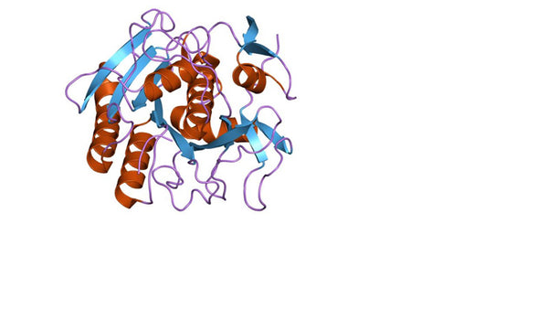 Prestained protein marker PL00001