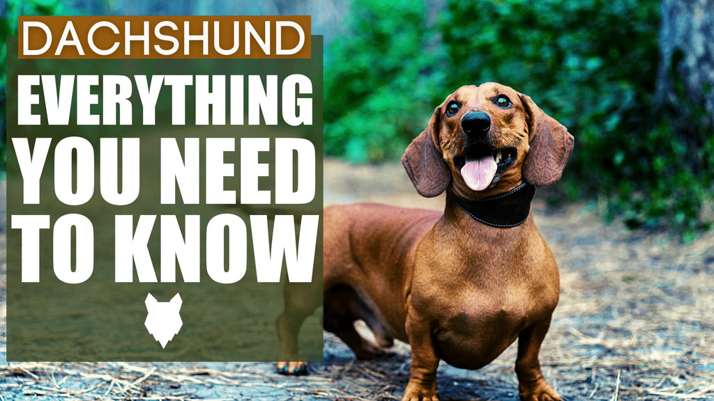 are dachshunds trainable