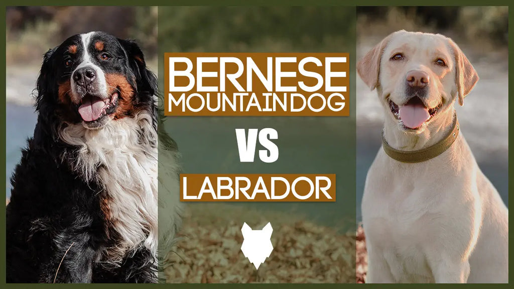 bernese mountain dog vs st bernard whats the difference